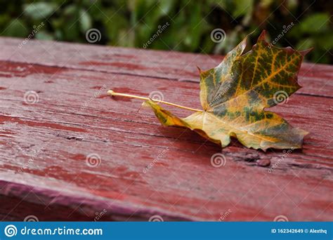Autumn Fallen Yellow Leaf Stock Image Image Of Season 162342649