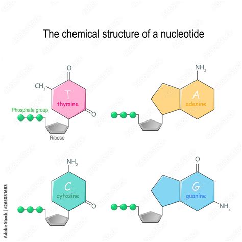 The Chemical Structure Of A Nucleotide Four Main Bases Found In Dna