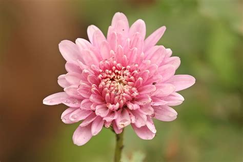 Types Of Flowers Chrysanthemum Flower Flowers Perennials