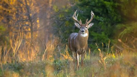 All forest stock photos are royalty free and can be used commercially. Forest Animal Wallpaper (60+ images)