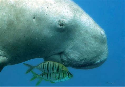 Dugong Or Sea Cow A Protected Marine Mammal Of The Philippines Green