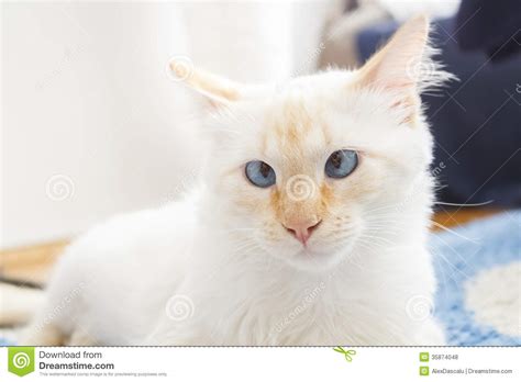 Funny Cross Eyed Ragdoll Cat Royalty Free Stock Photos