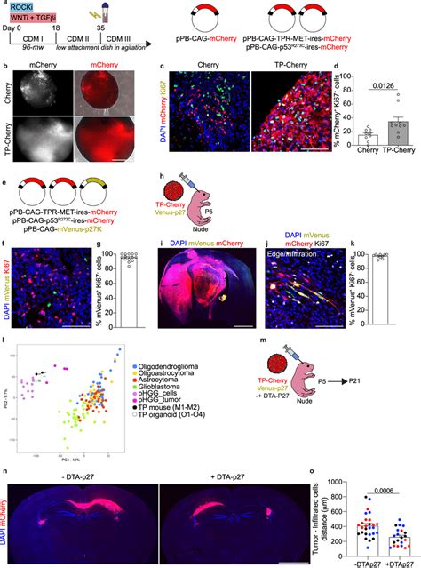 Direct Visualization And Targeting Of Infiltrating Quiescent Cells In