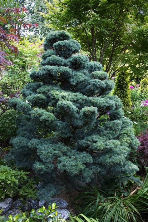 Taming Of A Giant Blue Atlas Cedar Cedrus Atlantica Glauca Conifers