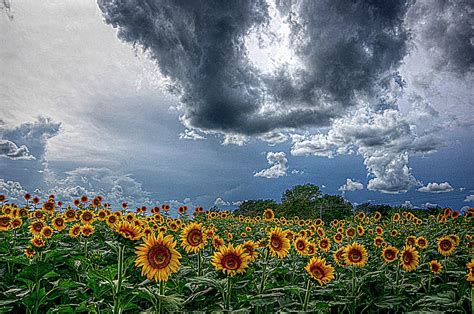 Sunflower Storm Photograph By Karen Mckenzie Mcadoo Fine Art America