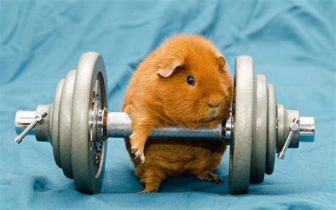 Hd Wallpaper Brown Hamster Humor Animals Dumbbells Gyms Working