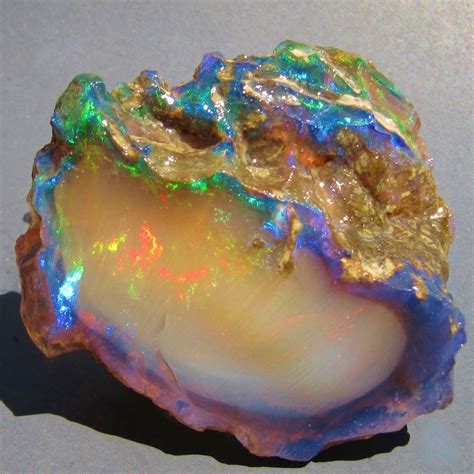 Rare Fossil Wood Precious Opal Crystal Virgin Valley From The