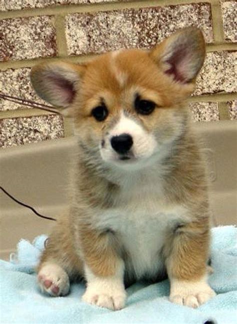 These pembroke welsh corgi puppies are friendly & energetic. funny Pembroke Welsh Corgi Puppies out for Sale - Dogs & Puppies