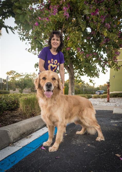 Golden Retriever Dog For Adoption In Naples Fl Adn 737750 On