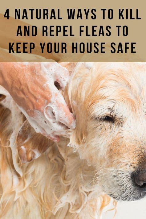 4 Natural Ways To Kill And Repel Fleas To Keep Your House Safe Keep