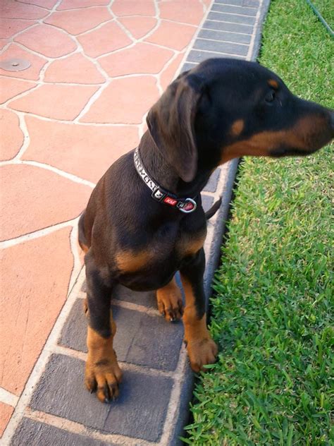 Establish a regular schedule for feeding, going potty, and play time. 10 week old pup help :) - Doberman Forum : Doberman Breed ...