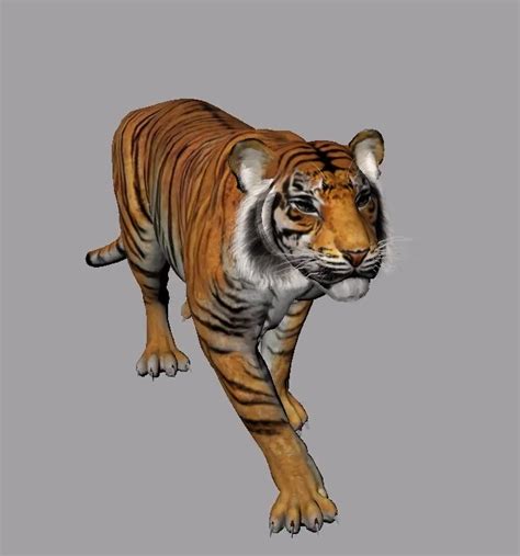 Artstation Tiger Walk Cycle Animation