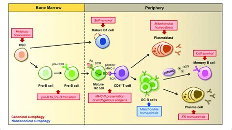 Regulation Of B Cell Development Activation And Differentiation By