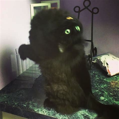 25 Pics Proving That Cats Are Actually Demons