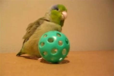 Overly Excited Bird Video Is The Greatest Thing Ever