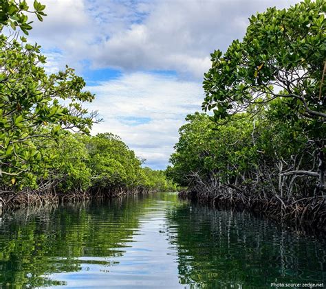 Interesting Facts About Mangroves Just Fun Facts