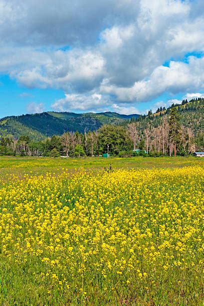 Lolo Pass Banco De Imagens E Fotos De Stock Istock