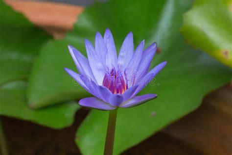 Purple Lotus Stock Image Image Of Flora Pond Petal 59183245