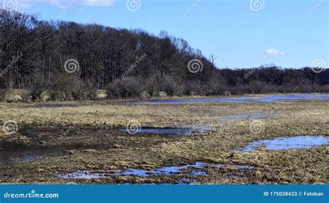 Spring Flooding Of The Floodplain Forest In South Moravia Stock Image
