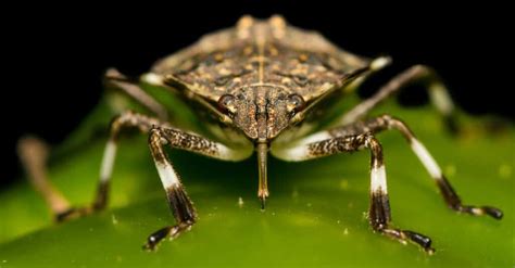 Stink Bug Lifespan How Long Do Stink Bugs Live A Z Animals