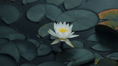 Lotus Petals Leaves 4k Hd Wallpapers Hd Wallpapers Id 32171