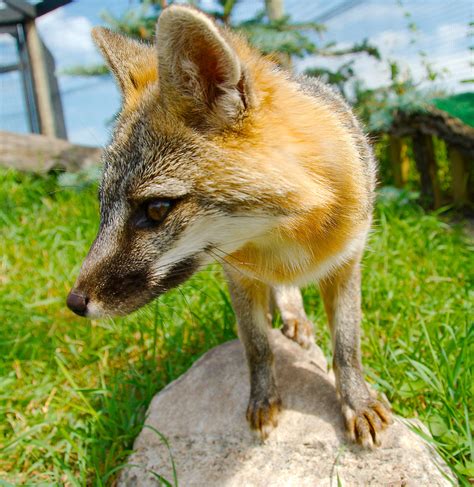 Gray Fox Urocyon Cinereoargenteus Starmind Conservation