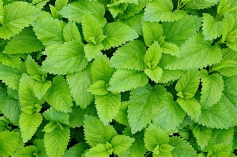 Check spelling or type a new query. Difference Between Chlorophyll and Haemoglobin | Compare ...