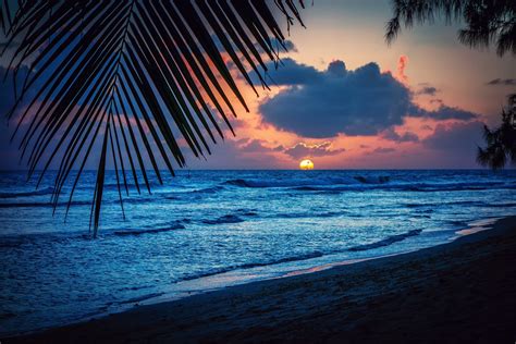 barbados caribbean barbados caribbean sea evening beach sunset sun palm trees leaves