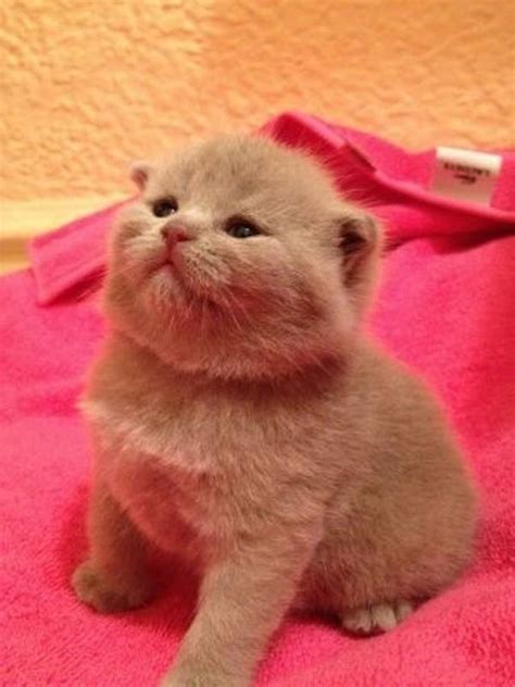 17 Cutest Kittens Ever Photographed In The World Pictures And Video