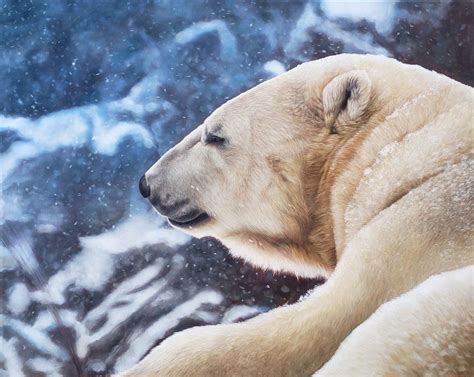 Custom Painting Polar Bear Art Wildlife Art Oil Painting