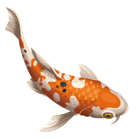 Koi Fish Png Clipart Png Mart Images And Photos Finder
