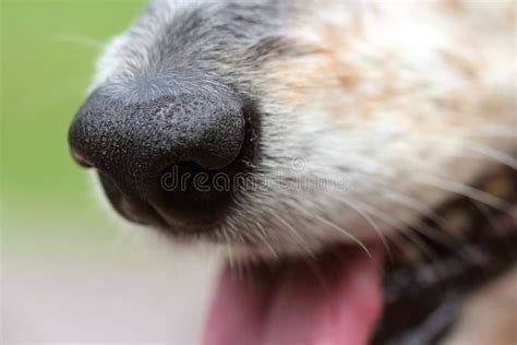 Macro Close Up Healthy Clean Dog Nose Snout Stock Photos Free