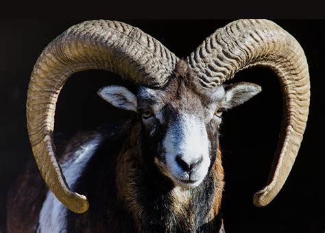 Armenian Mouflon Texas Trophy Hunts Lone Oak