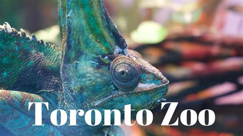 Toronto Zoo Youtube