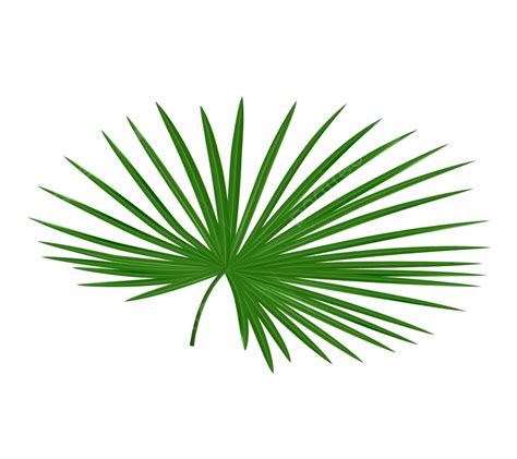 Tropical Palm Leaves Vector Art Png Realistic Tropical Leave Leaf Palm