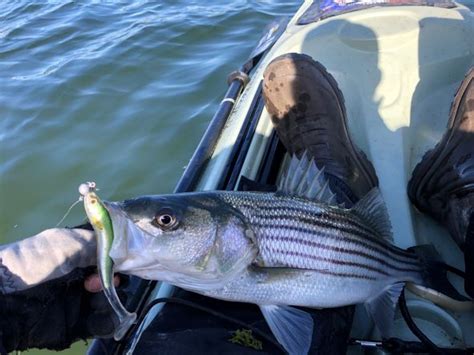 Top Five Spring Striper Lures The Fish Wrap Writer Rhode Island