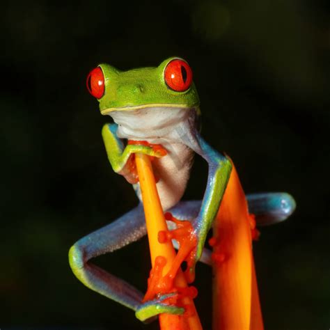 Red Eyed Tree Frog 6 Photography Art | John Martell Photography