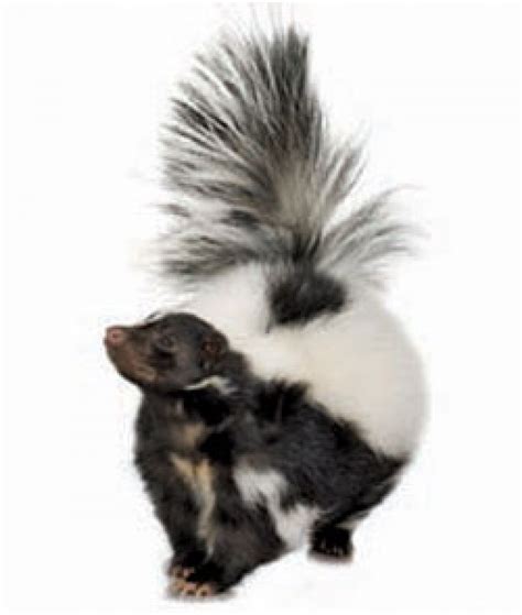 Skunk Spray and Dogs | The Bark