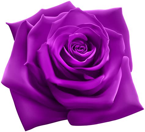 Clip Art Purple Rose 20 Free Cliparts Download Images On Clipground 2024