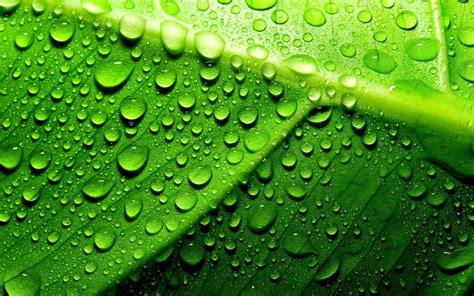 Green Leaf With Water Droplets Hd Wallpaper