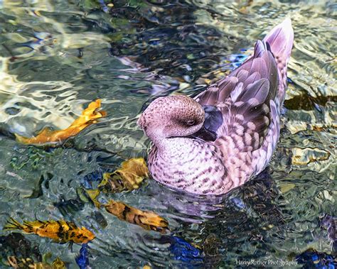 Marbled Duck Or Marbled Teal Preening With African Cichlid Flickr
