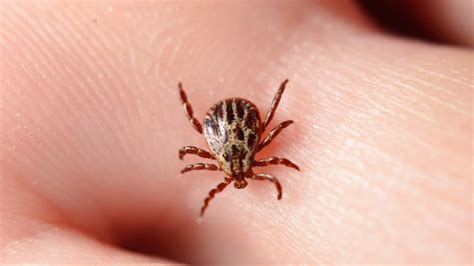Red Meat Allergies Caused By Tick Bites Are On The Rise