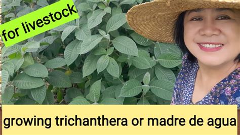Growing Trichanthera For Livestock Youtube