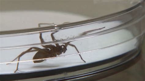 House Infested By Thousands Of Brown Recluse Spiders