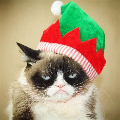 Merry Grumpy Christmas Grumpy Cat Christmas Grumpy Cat Cats Fluffy