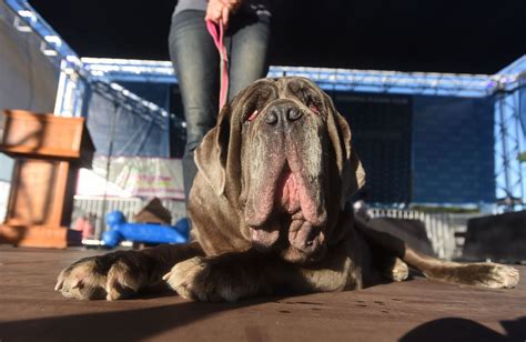 Meet Zsa Zsa The Winner Of The Worlds Ugliest Dog Contest Euronews