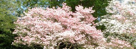 Lawn and flower beds have been professionally maintained. Connecticut's Spring Blossom Finder | Visit CT