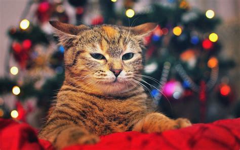 Cats Happy Christmas Wallpapers Wallpaper Cave