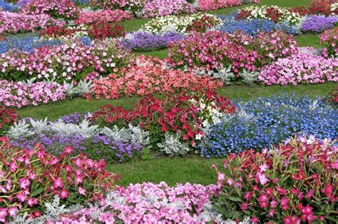 Flower Garden Stock Image Image Of Petals Land Chrysanthemums 32932899