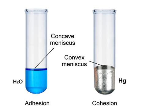 Adhesion Of Water Meniscus